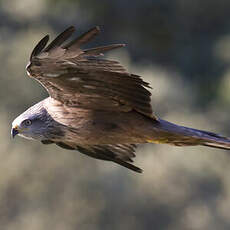 Black Kite