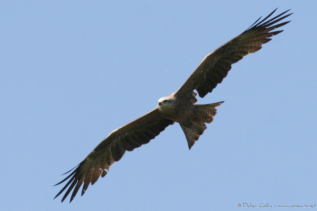 Black Kite