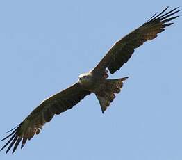 Black Kite