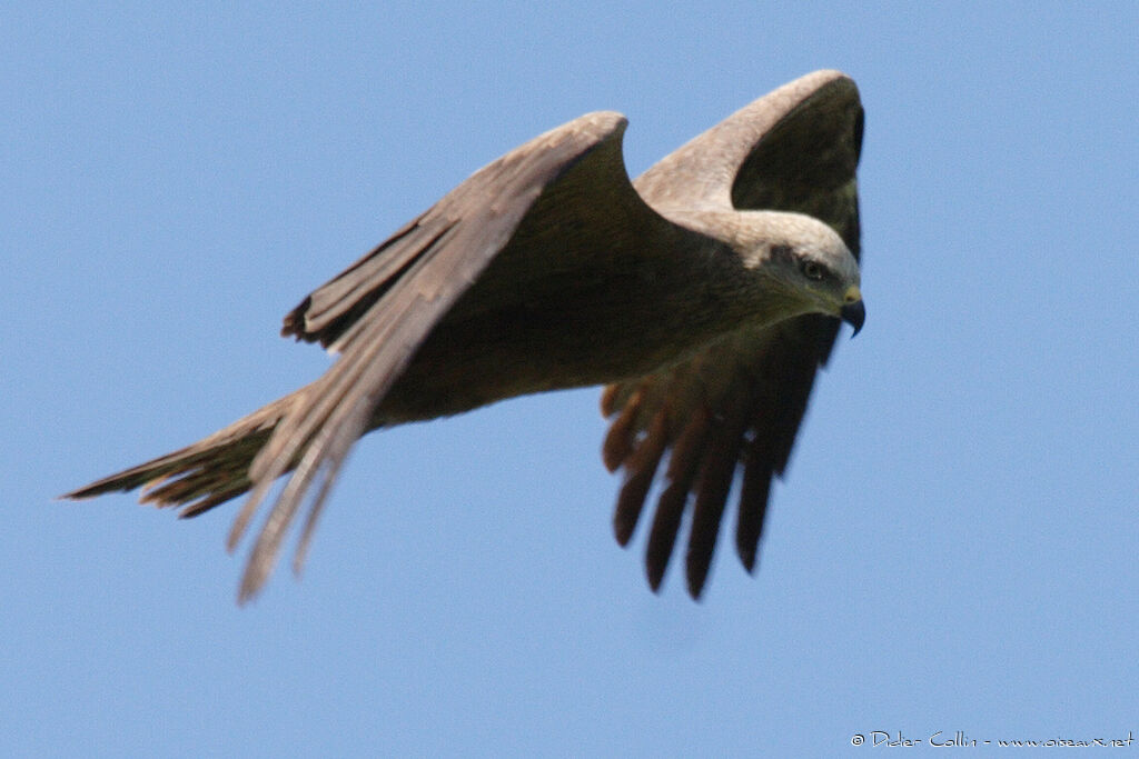 Black Kite