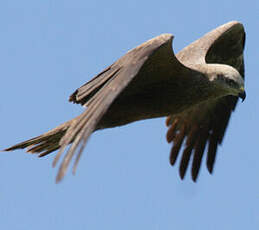 Black Kite