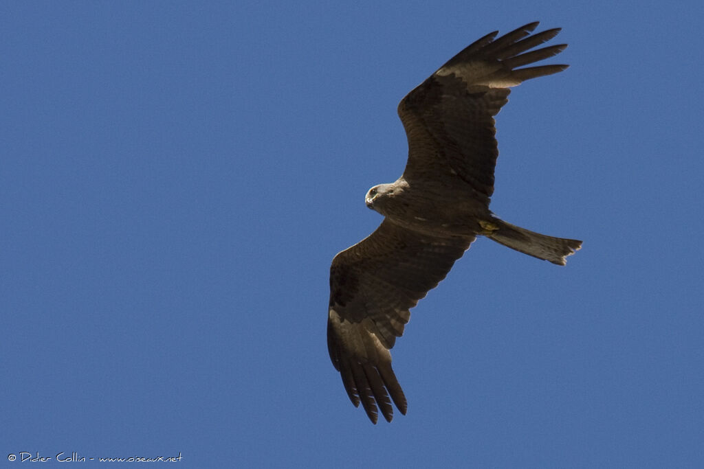 Black Kite, identification