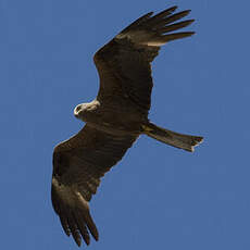 Black Kite