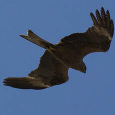 Black Kite