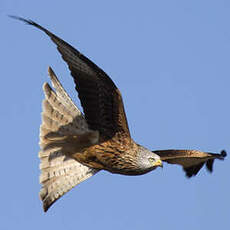 Red Kite