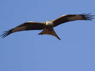 Red Kite