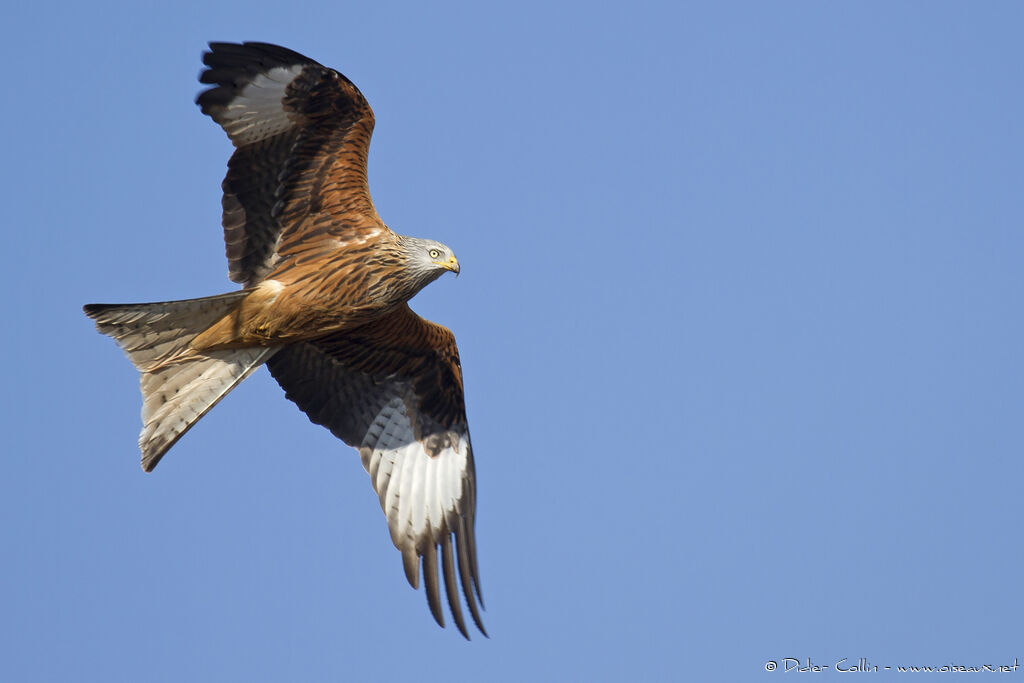 Red Kiteadult, identification