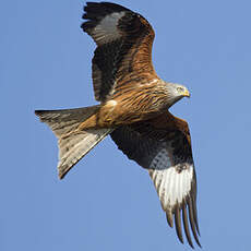 Red Kite