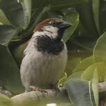 Moineau cisalpin