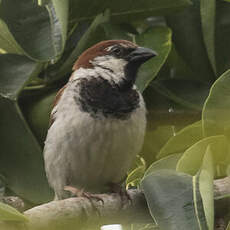 Italian Sparrow