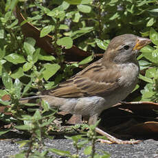 Italian Sparrow