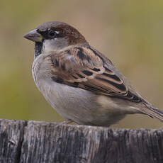 House Sparrow