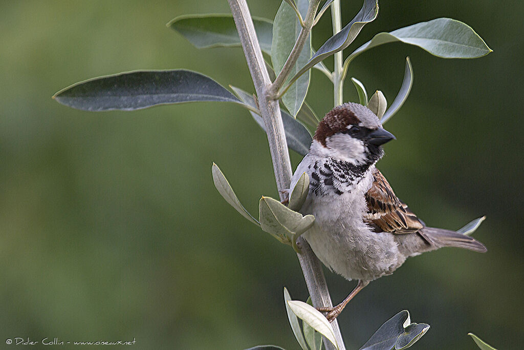 Moineau domestique mâle adulte