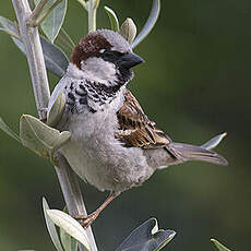 House Sparrow