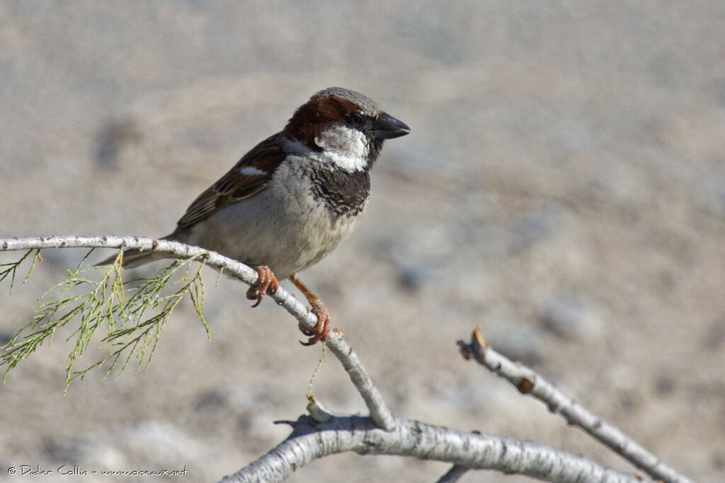 Moineau domestique mâle adulte