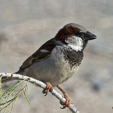 House Sparrow