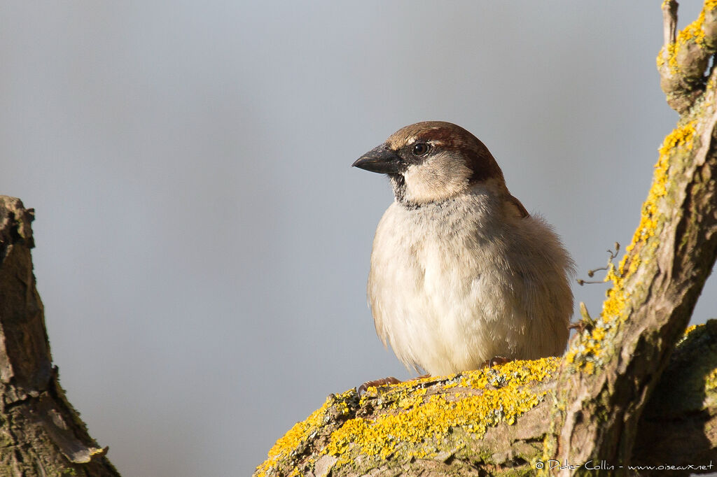 House Sparrow male adult post breeding, identification