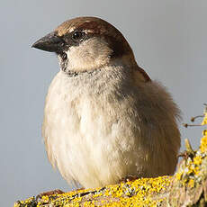 House Sparrow