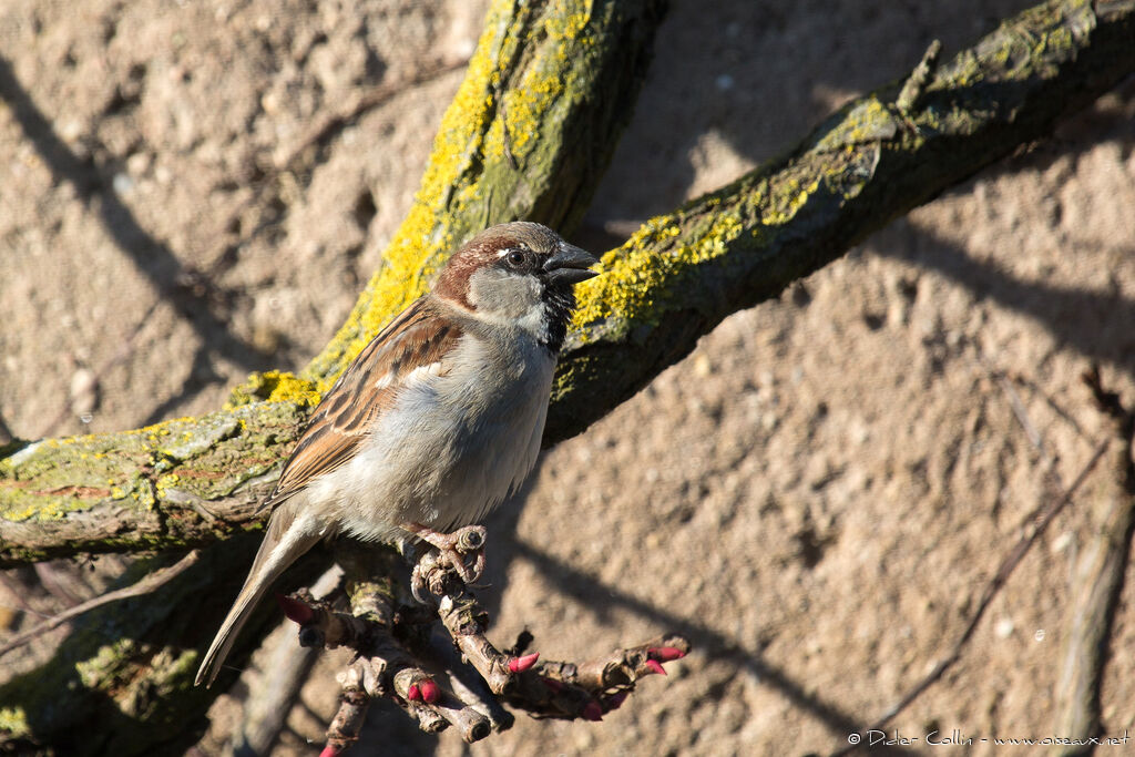 Moineau domestique mâle adulte, chant