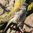 Moineau domestique