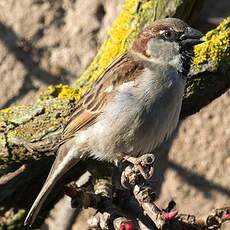 Moineau domestique