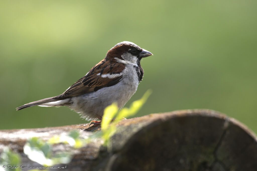 Moineau domestique mâle adulte, identification