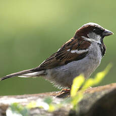 House Sparrow