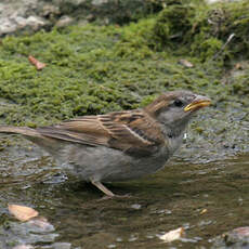 House Sparrow