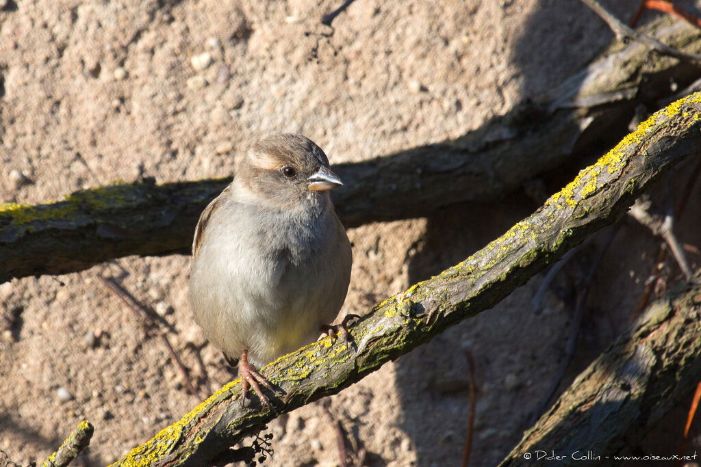 House Sparrow female adult, identification