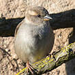 Moineau domestique