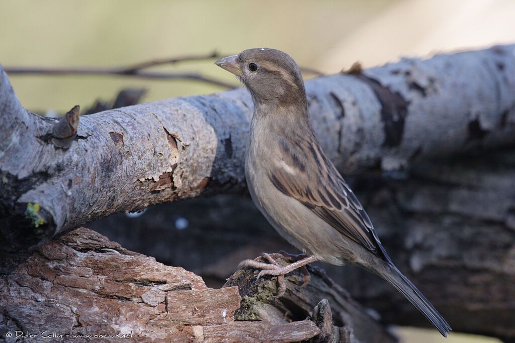 House Sparrow female adult, identification