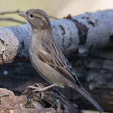 House Sparrow