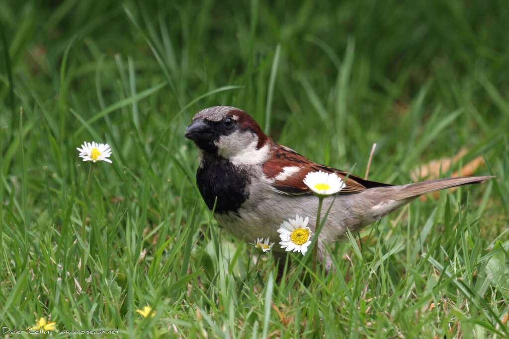 House Sparrow male adult breeding, identification