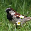 Moineau domestique