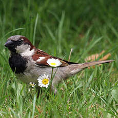 Moineau domestique