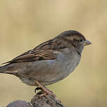 Moineau domestique