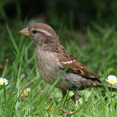 House Sparrow