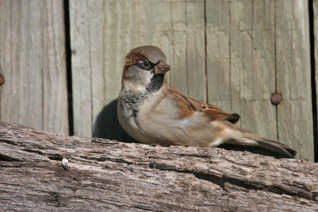 House Sparrow male adult