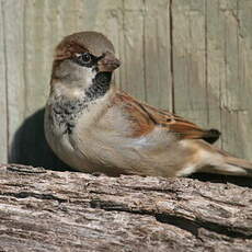 House Sparrow