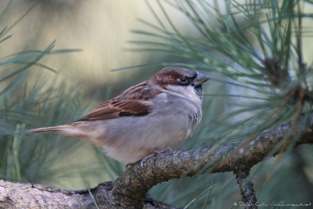 Moineau domestique mâle adulte