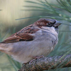 House Sparrow