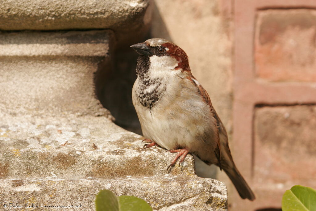 Moineau domestique mâle adulte