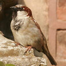 House Sparrow