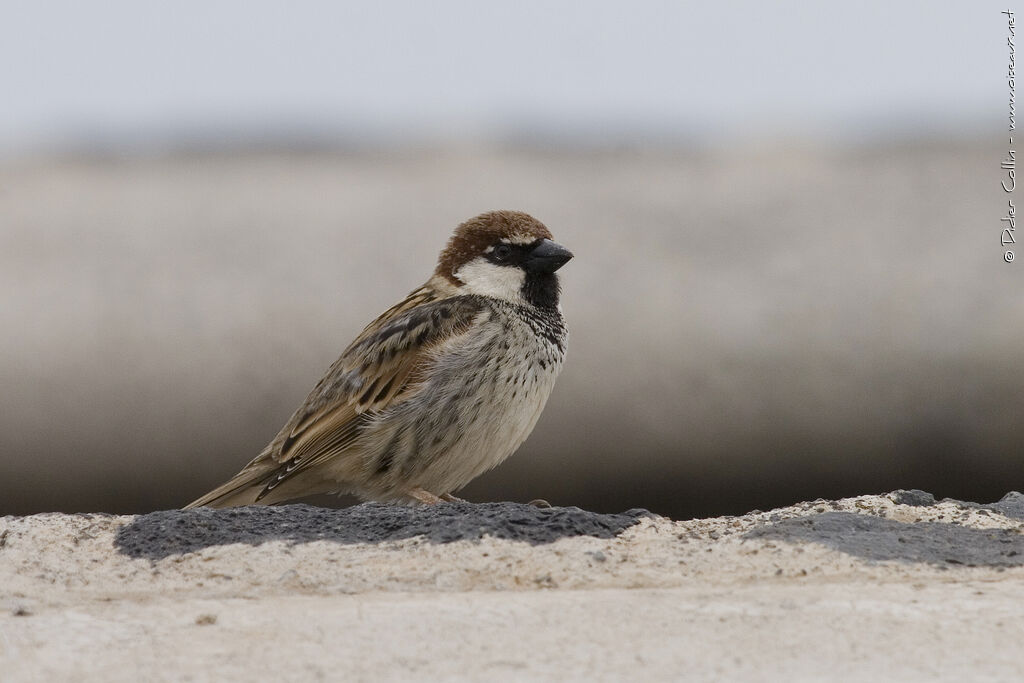 Spanish Sparrow male adult, identification