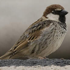 Spanish Sparrow