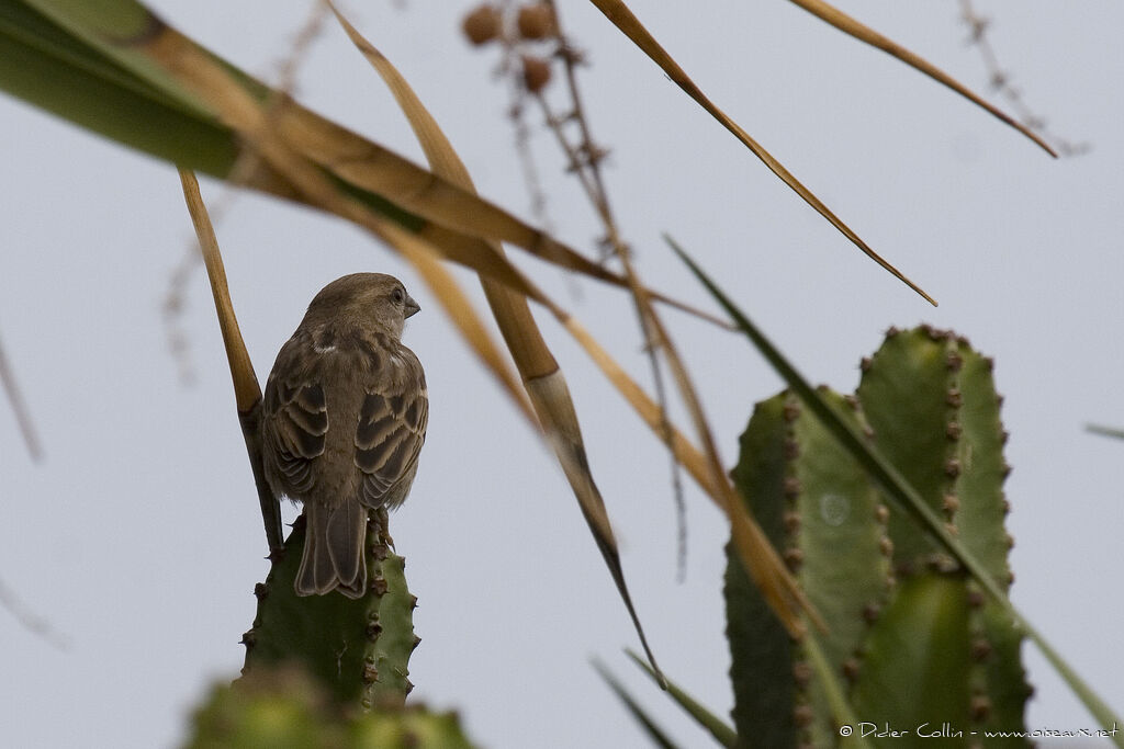 Spanish Sparrow