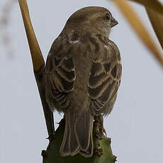 Spanish Sparrow