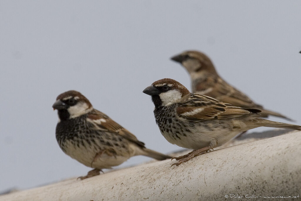 Spanish Sparrow, identification