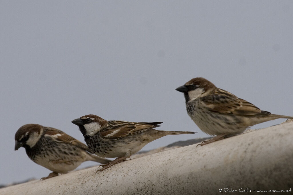 Spanish Sparrow