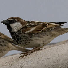 Spanish Sparrow